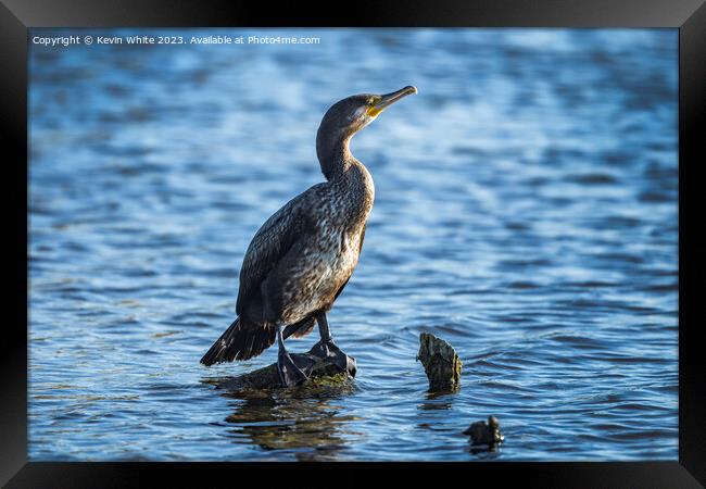Cormorant perched on a log fishing in a Surrey pond Framed Print by Kevin White