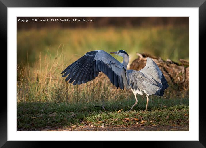 The bird has landed Framed Mounted Print by Kevin White