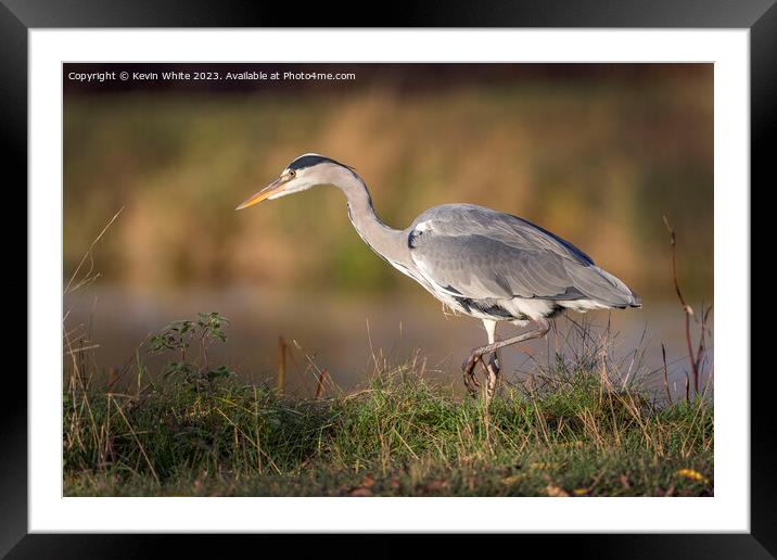 Grey heron has an eye on something Framed Mounted Print by Kevin White