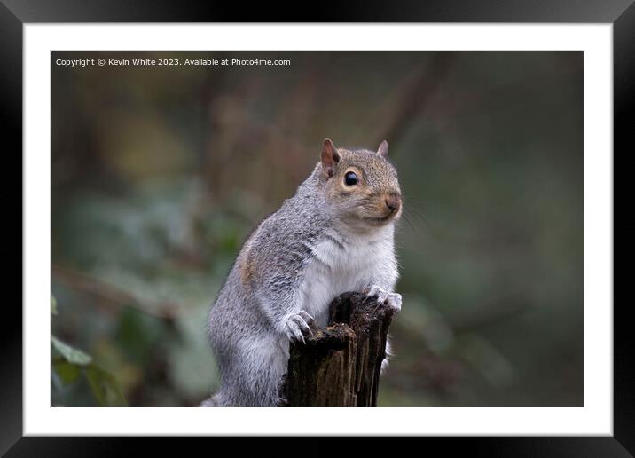 Grey squirrel poses for the camera Framed Mounted Print by Kevin White