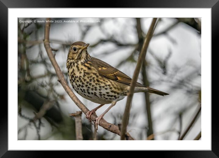 Song Thrush observing his surround Framed Mounted Print by Kevin White