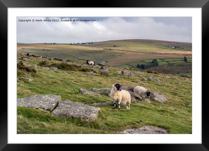 Black face sheep on Dartmoor Framed Mounted Print by Kevin White