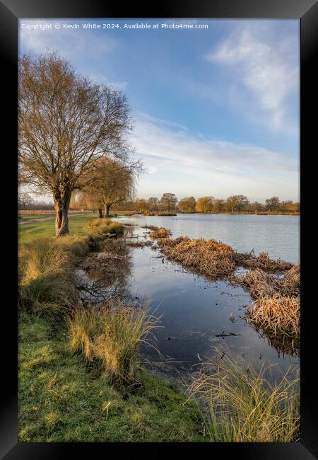 Winter reeds and long grasses next to pond Framed Print by Kevin White