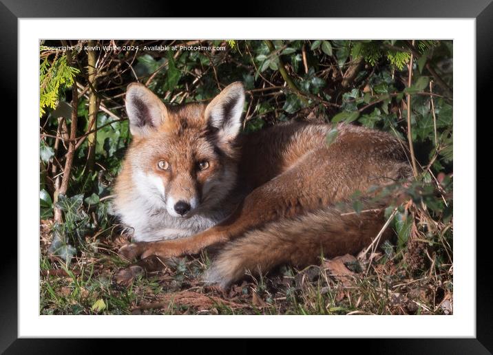 Red fox laying in the sun Framed Mounted Print by Kevin White