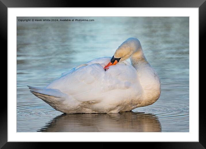 Young white swan preening Framed Mounted Print by Kevin White