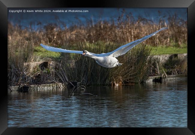 Elegant white swan coming into land Framed Print by Kevin White