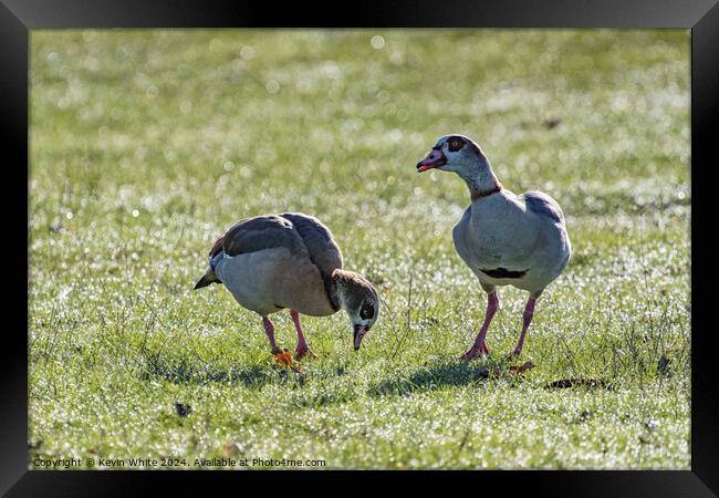 Geese grazing in the morning light Framed Print by Kevin White