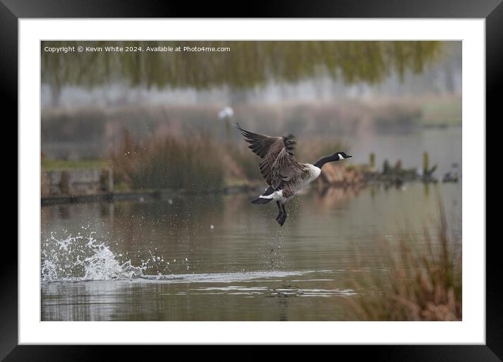 Clumsy takeoff Framed Mounted Print by Kevin White