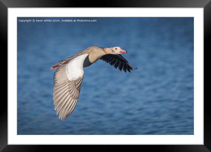 Low flying Egyptian goose  Framed Mounted Print by Kevin White