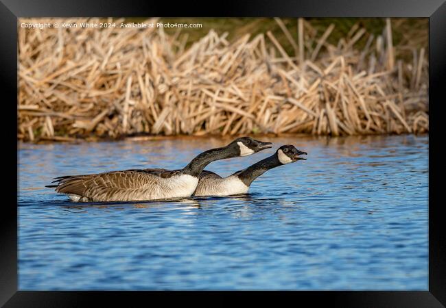Pair of geese warning off rivals Framed Print by Kevin White