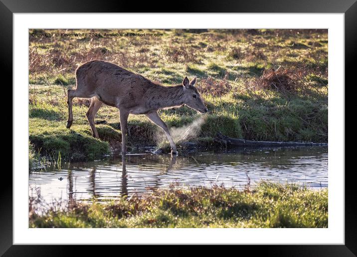 Deer with hot breath crossing a stream Framed Mounted Print by Kevin White