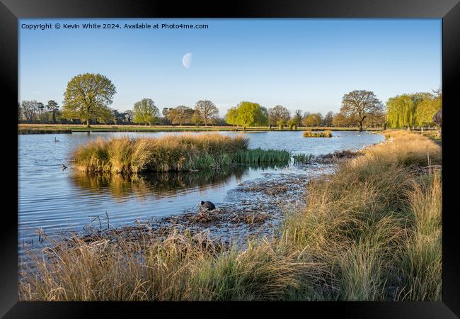 Half moon and early morning sunshine Framed Print by Kevin White