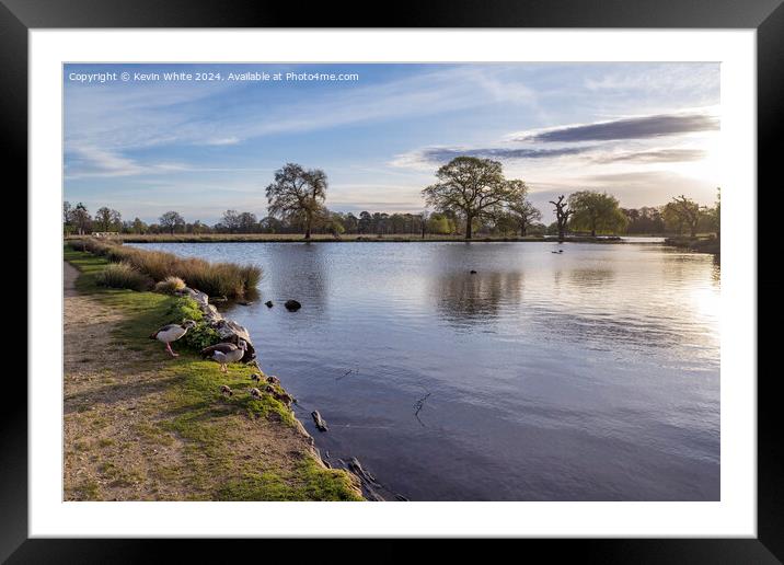 Geese with chicks early spring morning Framed Mounted Print by Kevin White