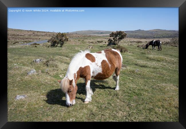 Ponies by the road side on Dartmoor Framed Print by Kevin White