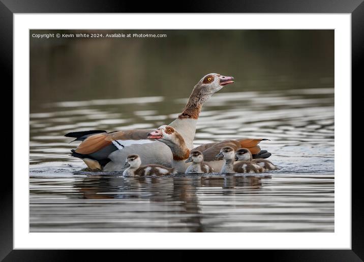 Adult geese keeping their goslings close Framed Mounted Print by Kevin White