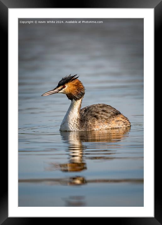 Great Crested Grebe Framed Mounted Print by Kevin White