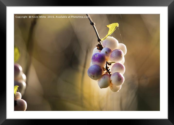 Wild berries Framed Mounted Print by Kevin White