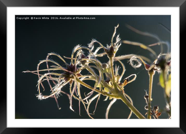 Gone to seed Framed Mounted Print by Kevin White