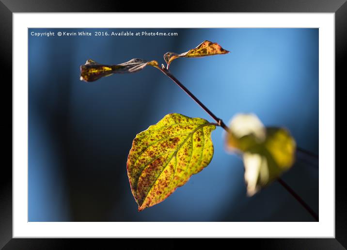 Autumn leaf Framed Mounted Print by Kevin White
