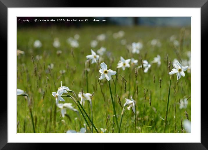 Simple white wild flower               Framed Mounted Print by Kevin White