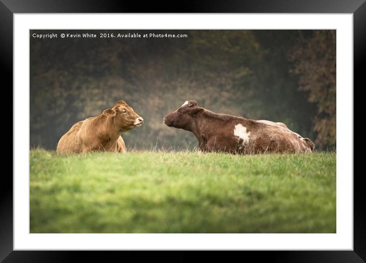 Cows in field Framed Mounted Print by Kevin White