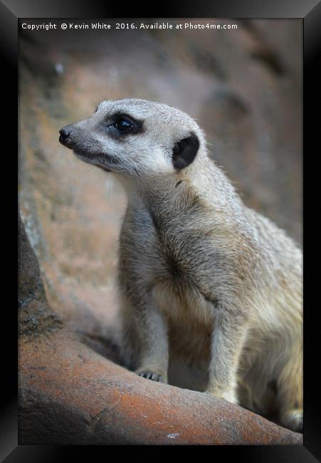 Meerkat on guard Framed Print by Kevin White