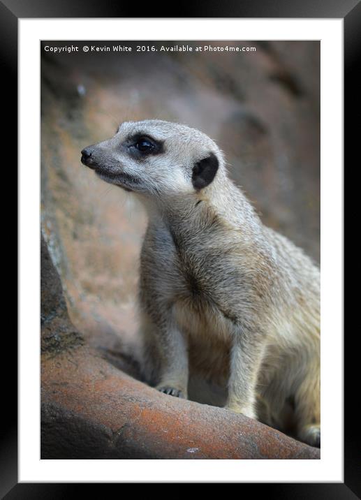Meerkat on guard Framed Mounted Print by Kevin White