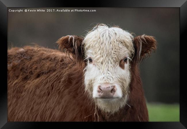 cow portrait Framed Print by Kevin White