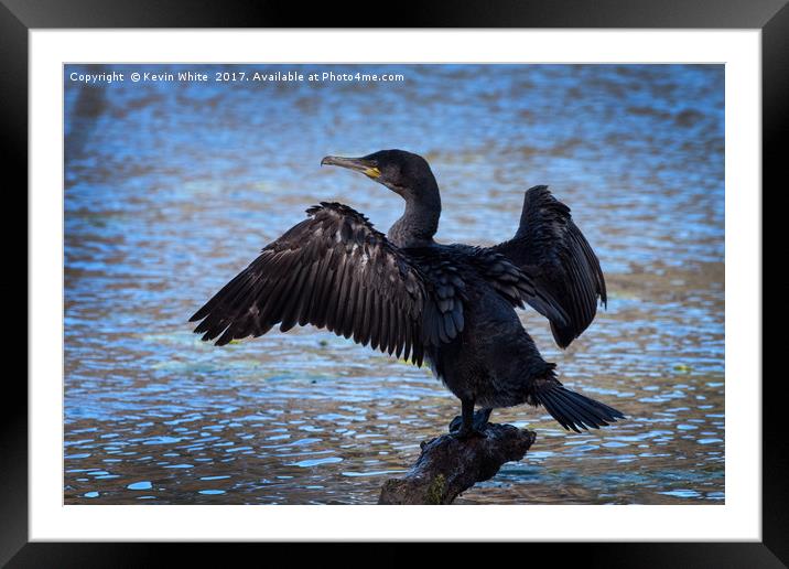 Cormorant spreading wings Framed Mounted Print by Kevin White