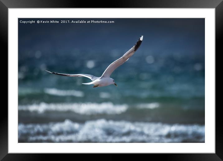 Seagull about to dive Framed Mounted Print by Kevin White