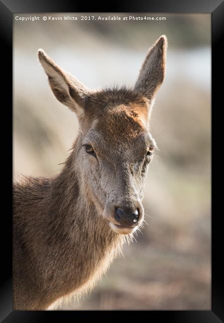 Portrait of wild deer Framed Print by Kevin White