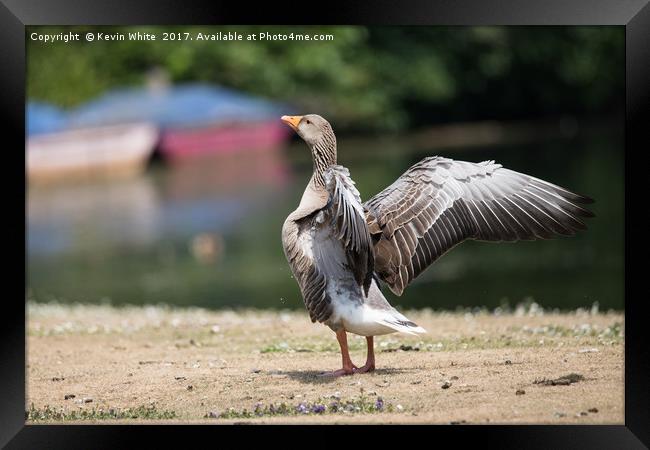 Goose spreading his wings Framed Print by Kevin White