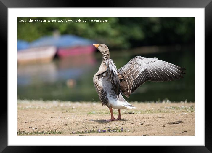 Goose spreading his wings Framed Mounted Print by Kevin White