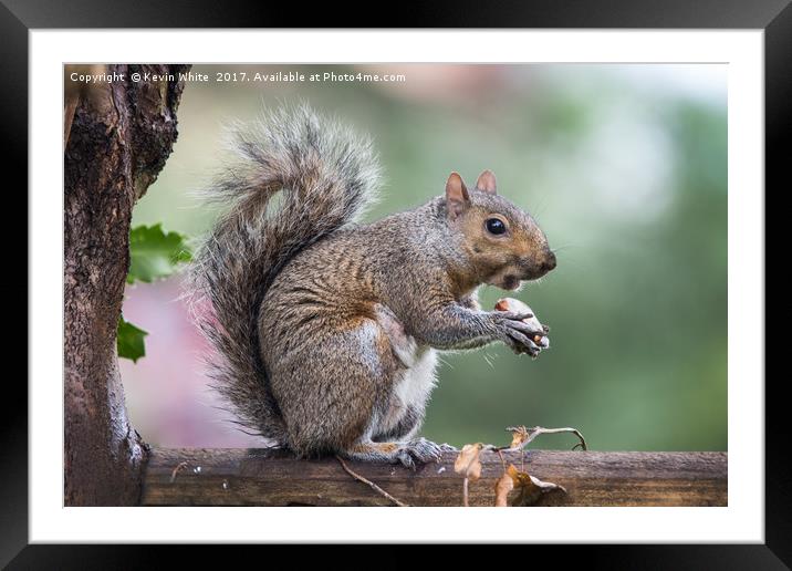 Garden Squirrel Framed Mounted Print by Kevin White