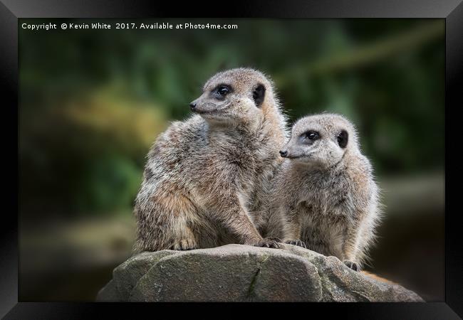 Meerkats sharing guard duty Framed Print by Kevin White