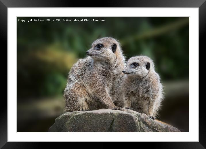 Meerkats sharing guard duty Framed Mounted Print by Kevin White