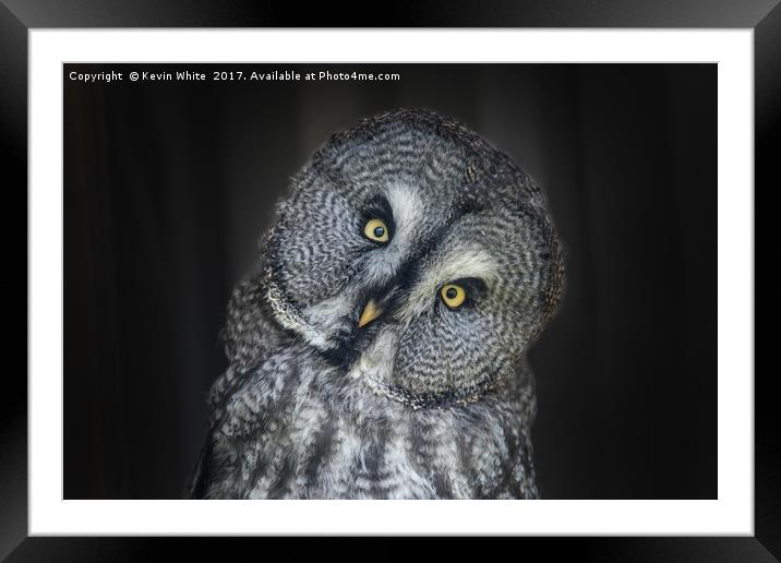 Great Grey Owl Framed Mounted Print by Kevin White