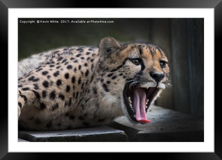 Cheetah Framed Mounted Print by Kevin White