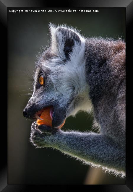 Lemur having lunch Framed Print by Kevin White