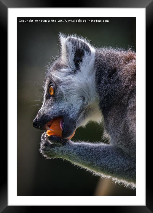 Lemur having lunch Framed Mounted Print by Kevin White