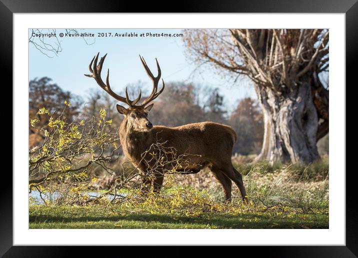 Wild Deer Framed Mounted Print by Kevin White