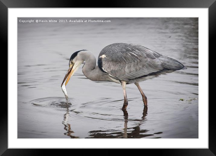 Expert Fisherman Framed Mounted Print by Kevin White