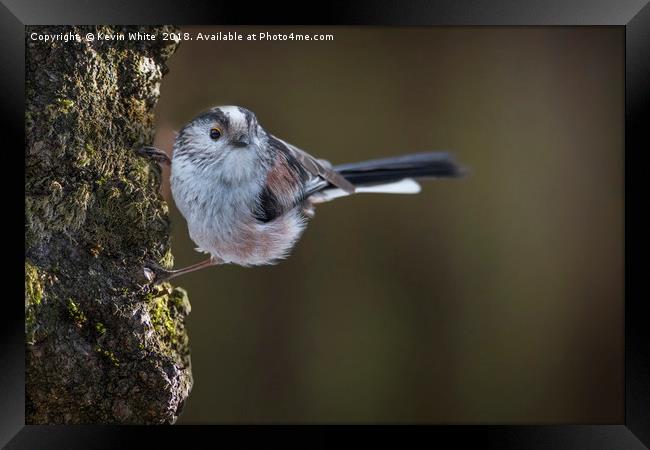 Long tailed tit Framed Print by Kevin White