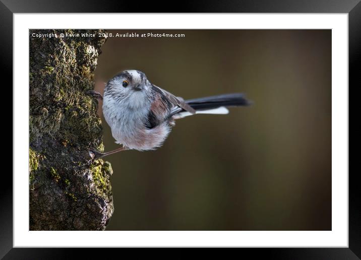 Long tailed tit Framed Mounted Print by Kevin White