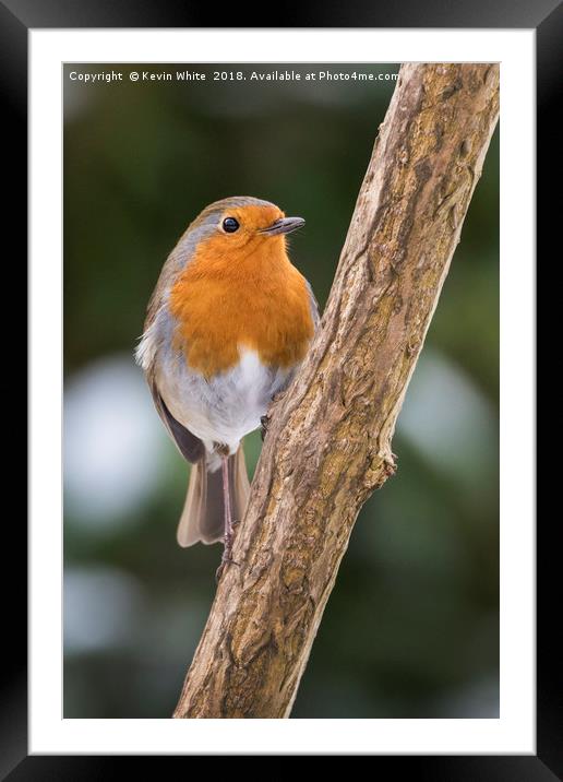 Robin Redbreast Framed Mounted Print by Kevin White
