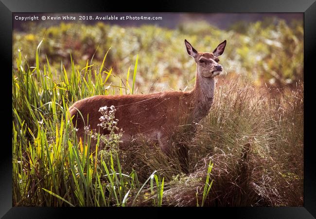 Young Deer sheltering from the sun Framed Print by Kevin White