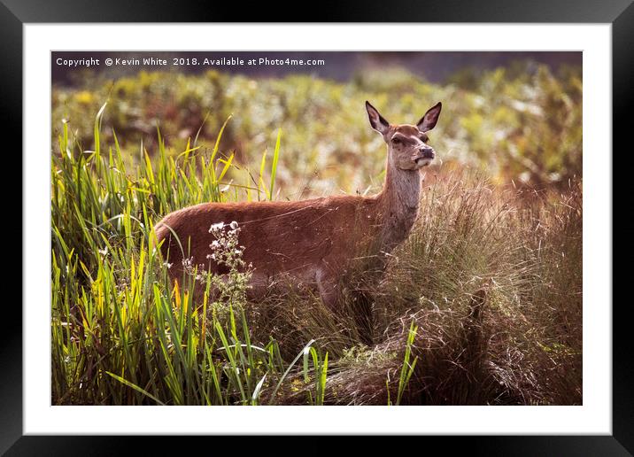 Young Deer sheltering from the sun Framed Mounted Print by Kevin White