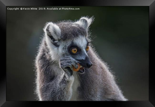Lemur right handed fruit eater Framed Print by Kevin White