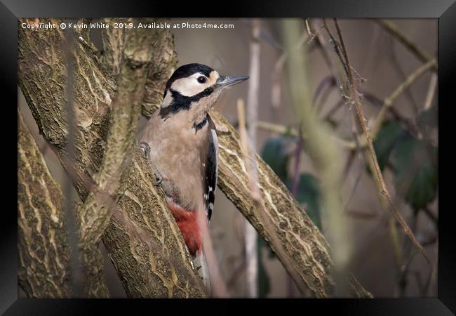 Great Spotted Woodpecker Framed Print by Kevin White
