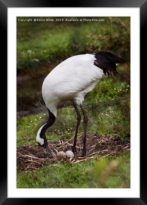 Red Crowned Crane Framed Mounted Print by Kevin White